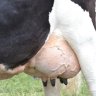 Dairy Cow Feeding Program: A 12-month Strategy from Calving to Dry-Off