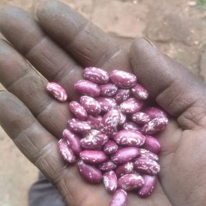 Introducing Chelalang Beans - A Top Variety