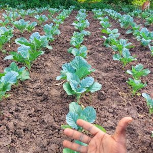 Skuma Variety: SPINNER F1