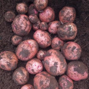 Sherekea Potatoe Variety