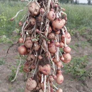 The Millionaire Potatoe Variety