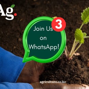 Join Agriculture KE WhatsApp Group Now